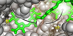 Cysteine-mediated mechanism disrupts energy transfer to prevent photooxidation